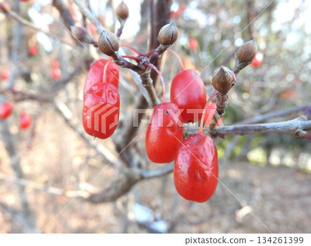 Red ripe Cornus cherries Red ripe Cornus cherries 134261399