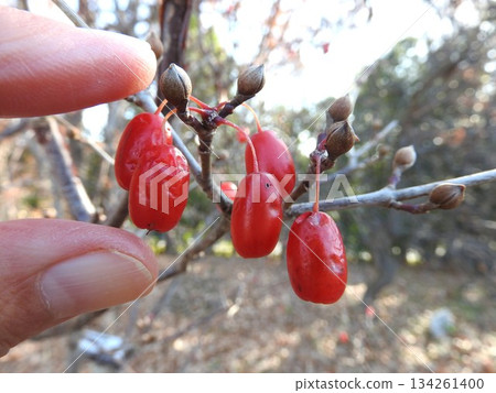 紅熟的山茱萸櫻桃 134261400