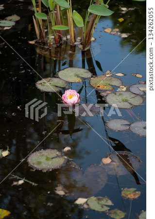 Pink water lily floats among green lily pads and dark reflective water, creating a quiet, balanced natural scene with soft light and calm mood 134262055