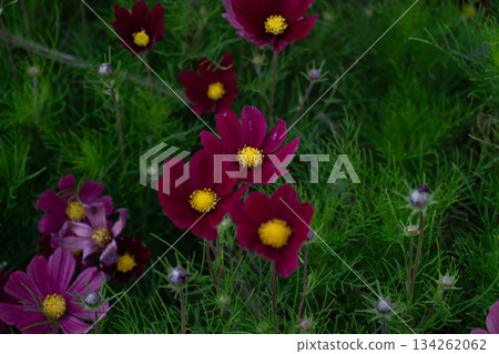 Deep burgundy cosmos flowers with bright yellow centers bloom against lush green foliage, creating a calm, natural, and slightly dramatic garden mood Deep burgundy cosmos flowers with bright yellow centers bloom against lush green foliage, creating a calm, natural, and slightly dramatic garden mood 134262062