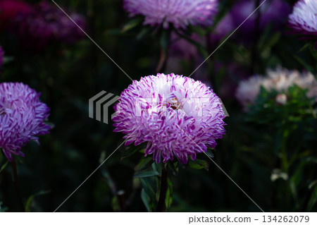 Purple aster flower with dense layered petals blooms in soft light against dark green foliage, creating a calm, elegant, and seasonal garden mood 134262079