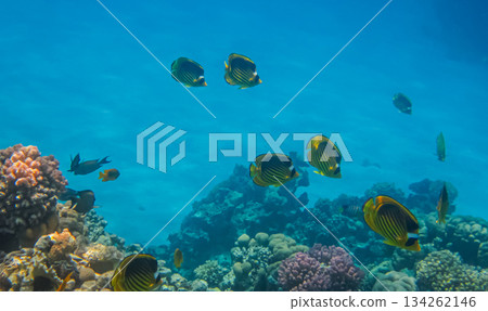 School of Chaetodon fasciatus or Diagonal butterflyfish in the coral reef of the Red Sea. School of Chaetodon fasciatus or Diagonal butterflyfish in the coral reef of the Red Sea. 134262146
