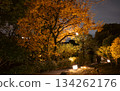 Lighting up trees with autumn leaves Lighting up trees with autumn leaves 134262176
