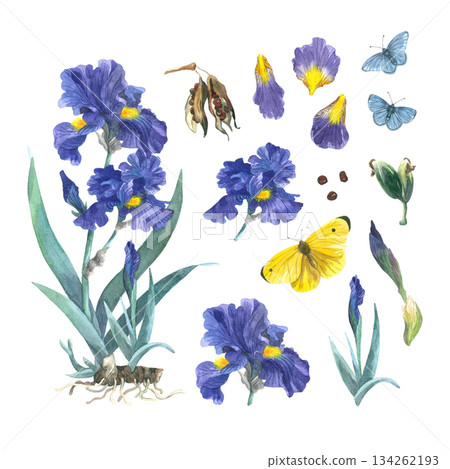A set of illustrations of purple irises on a white background. The flowers, butterflies, and other objects are hand-drawn in watercolor. Suitable for decorating postcards, invitations, and packaging. A set of illustrations of purple irises on a white background. The flowers, butterflies, and other objects are hand-drawn in watercolor. Suitable for decorating postcards, invitations, and packaging. 134262193