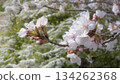 Cherry blossoms in full bloom and Yukiyanagi 134262368