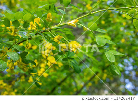 Close up of Caragana Arborescens Siberian yellow pea-tree flowers. Yellow Acacia, flowers on a tree branch, natural background. Close up of Caragana Arborescens Siberian yellow pea-tree flowers. Yellow Acacia, flowers on a tree branch, natural background. 134262417