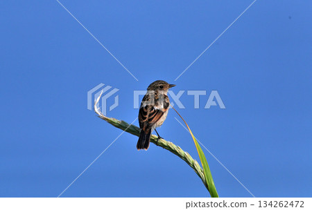 Stonechat ♀ young bird 134262472