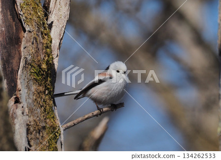 Shimaenaga 134262533