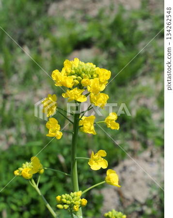 白色油菜花 134262548