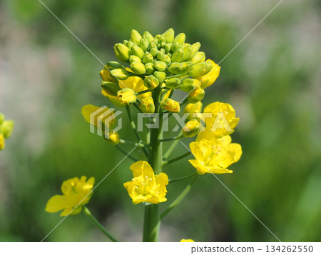 白色油菜花 134262550