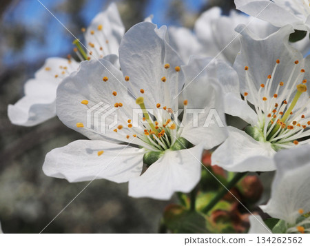 Chishima Sakura 134262562