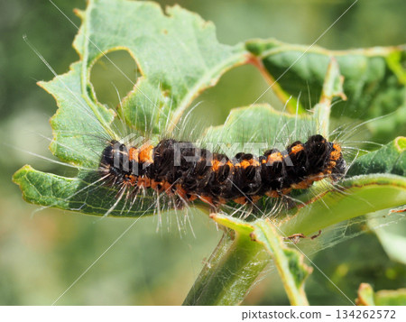 毒蛾幼蟲 134262572