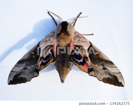 Prickly Prickly 134262575