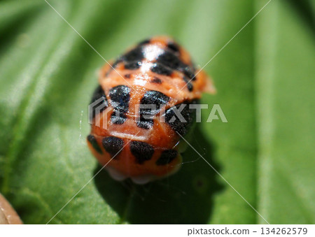 Chrysalis of Kamenokotentou 134262579