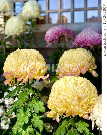 盆栽菊花盛開的參拜殿（在三河菊花祭菊花展展出）<須鄉神社/愛知縣岡崎市> 134262807