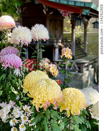 Potted chrysanthemums in full bloom (exhibited at "Mikawa Chrysanthemum Festival Chrysanthemum Exhibition") <Sugou Shrine/Okazaki City, Aichi Prefecture> 134262808