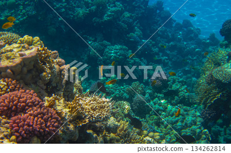 incredibly beautiful and unusual natural forms and colors of a living coral reef, its inhabitants and colorful fish in the red sea in egypt, sahl hashish 134262814