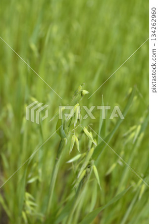 Common oat 134262960
