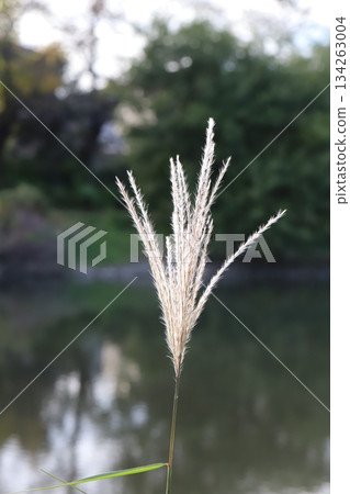 Light brown spikes of silver grass blooming on a riverbank in late autumn 134263004