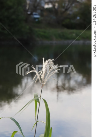 秋末時節,河岸邊盛開著淺棕色的銀草花穗。 秋末時節,河岸邊盛開著淺棕色的銀草花穗。 134263005