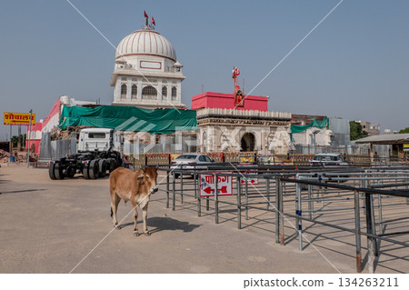 India, The Rat Temple in Deshnoke. 134263211