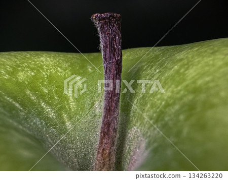 Macro Close-Up of Green Apple Stem and Skin Texture in Natural Light Macro Close-Up of Green Apple Stem and Skin Texture in Natural Light 134263220