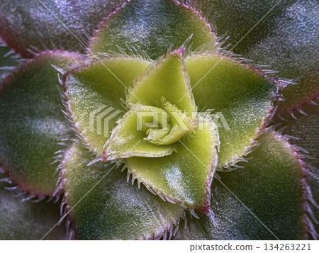 Macro Close-Up of Succulent Plant with Detailed Texture and Symmetrical Pattern Macro Close-Up of Succulent Plant with Detailed Texture and Symmetrical Pattern 134263221