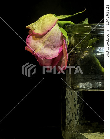 Wilted Pink Rose in Glass Jar of Water Against Dark Background Wilted Pink Rose in Glass Jar of Water Against Dark Background 134263222