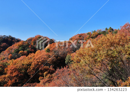 Hoshida Forest (Katano City, Osaka Prefecture) Hoshida Forest (Katano City, Osaka Prefecture) 134263223