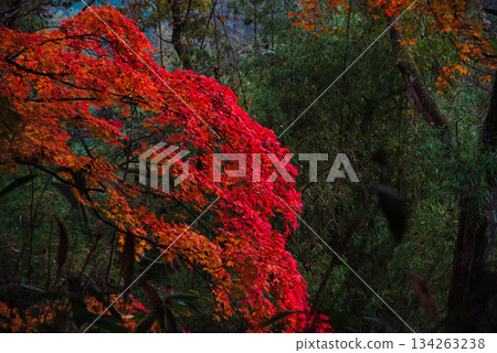 岡山秋葉 岡山秋葉 134263238