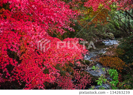 岡山秋葉 134263239