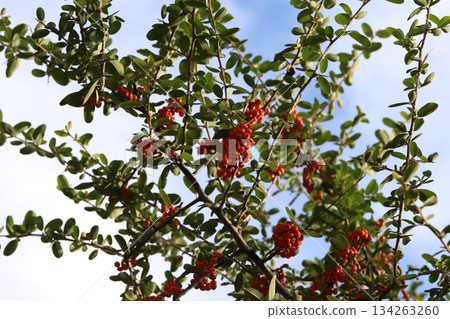 秋日公園裡生長著小小的紅色火棘果實 134263260