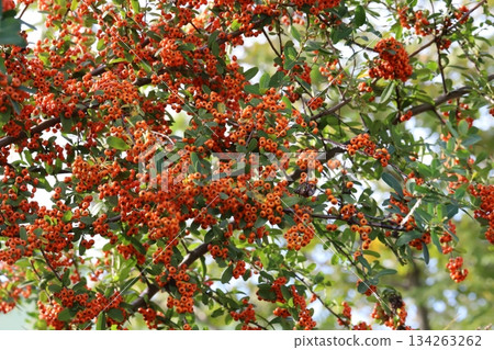 Small red pyracantha fruits growing in an autumn park 134263262