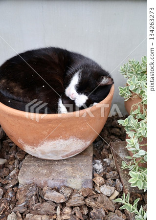 cat sleeping in a flowerpot cat sleeping in a flowerpot 134263273
