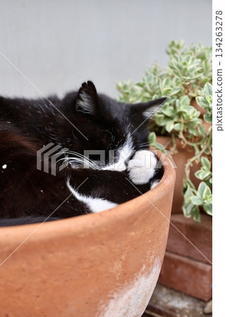 cat sleeping in a flowerpot cat sleeping in a flowerpot 134263278