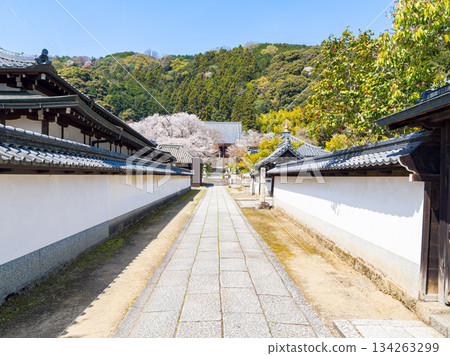 [Nara Prefecture] Yata-dera Temple (Kongosan-ji Temple) in Yamatokoriyama City (photographed on April 9, 2025) 134263299