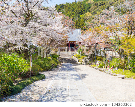 [Nara Prefecture] Yata-dera Temple (Kongosan-ji Temple) in Yamatokoriyama City (photographed on April 9, 2025) 134263302