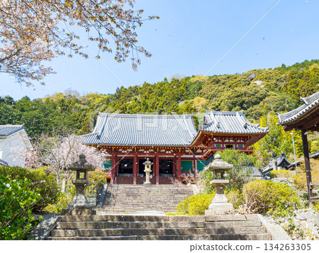[Nara Prefecture] Yata-dera Temple (Kongosan-ji Temple) in Yamatokoriyama City (photographed on April 9, 2025) 134263305