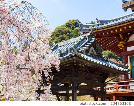 [Nara Prefecture] Yata-dera Temple (Kongosan-ji Temple) in Yamatokoriyama City (photographed on April 9, 2025) 134263308