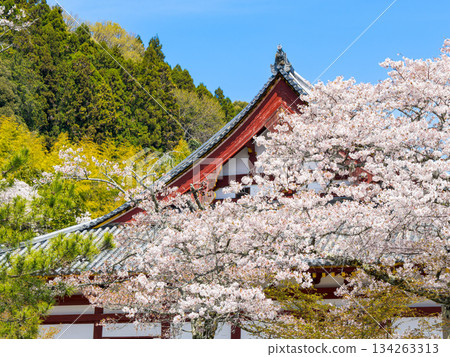 [Nara Prefecture] Yata-dera Temple (Kongosan-ji Temple) in Yamatokoriyama City (photographed on April 9, 2025) 134263313