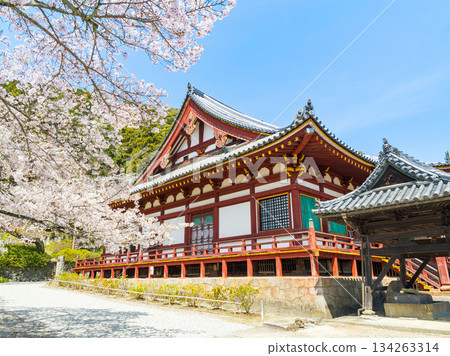 [Nara Prefecture] Yata-dera Temple (Kongosan-ji Temple) in Yamatokoriyama City (photographed on April 9, 2025) 134263314