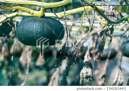 Pumpkin aeroponics 134263441