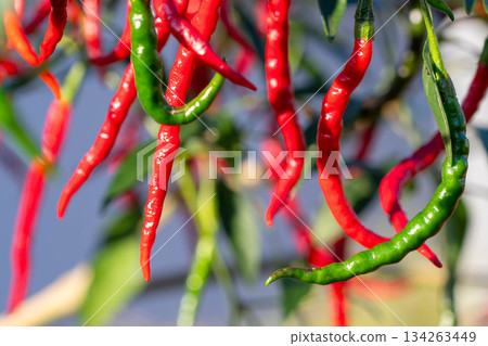 Colorful chili peppers Colorful chili peppers 134263449