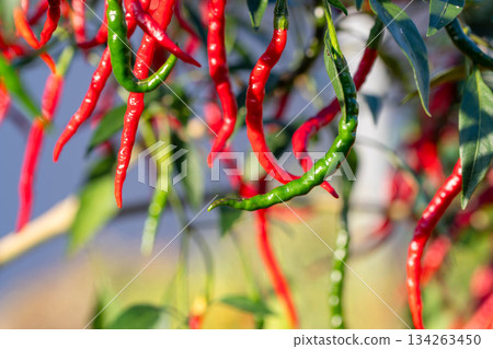 Colorful chili peppers Colorful chili peppers 134263450