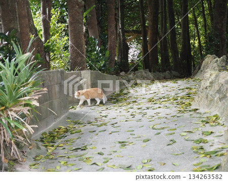 納基金村福木森林裡的貓 納基金村福木森林裡的貓 134263582