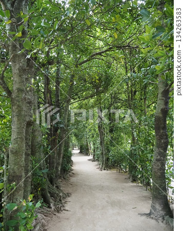 今歸仁村福木森林步道 今歸仁村福木森林步道 134263583
