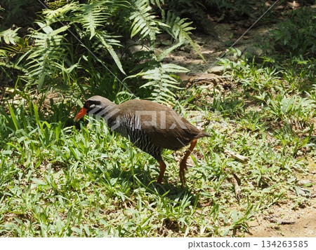 沖繩鐵路 沖繩鐵路 134263585