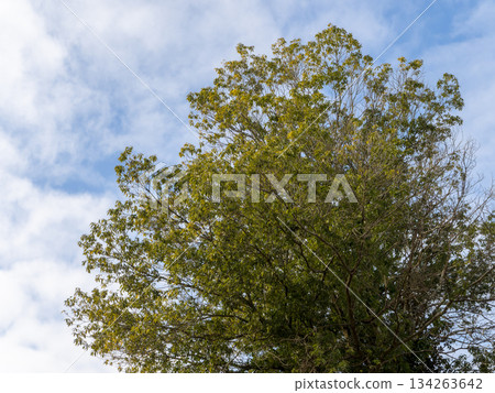 Blue sky and trees 134263642
