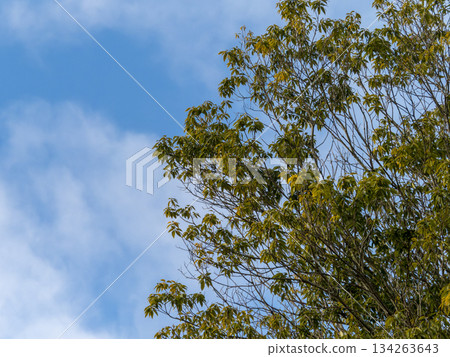 Blue sky and trees 134263643