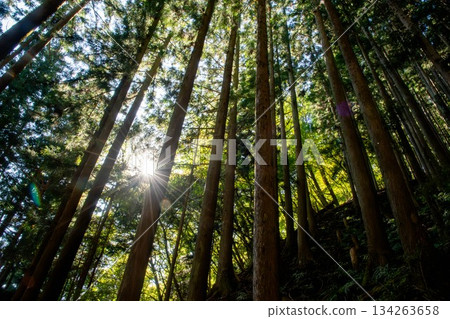 Okutama's artificial forests Okutama's artificial forests 134263658